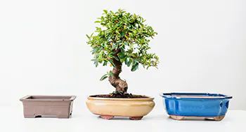 buscando la maceta apropiada para el bonsái