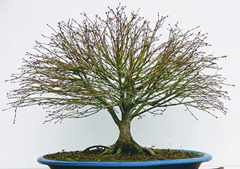 estilo escoba - hokidachi arce palmatum