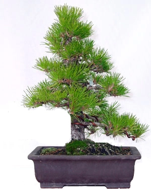 pino negro japonés (Pinus thunbergii) - estilo chokkan